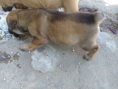 Chó ta con màu Nâu