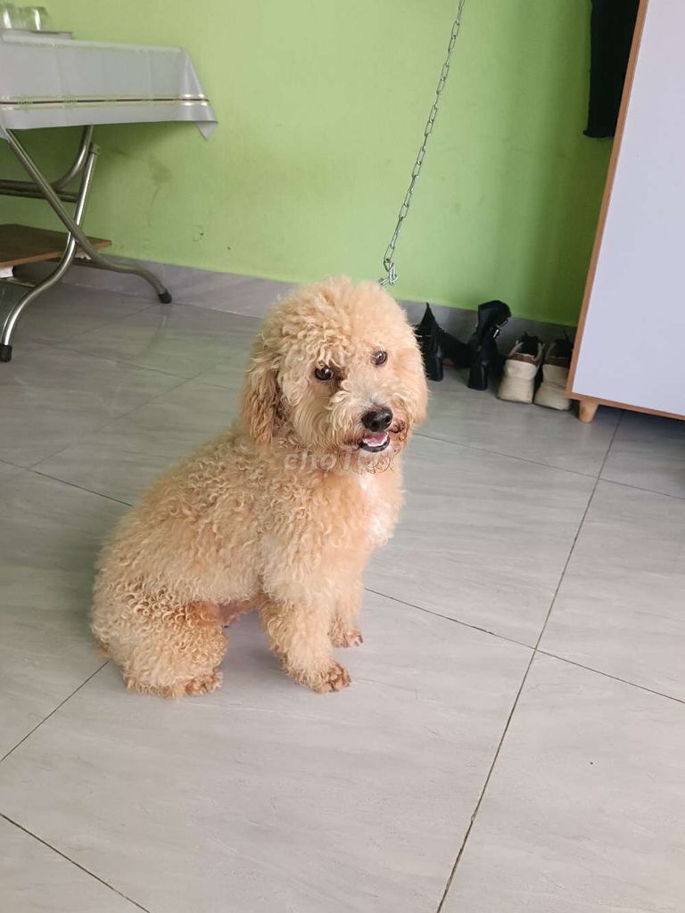 Chó Poodle đực đã tiêm phòng. Mua bán Chó tại Quận Ngũ Hành Sơn Đà Nẵng được đăng bởi Sơn hình 1