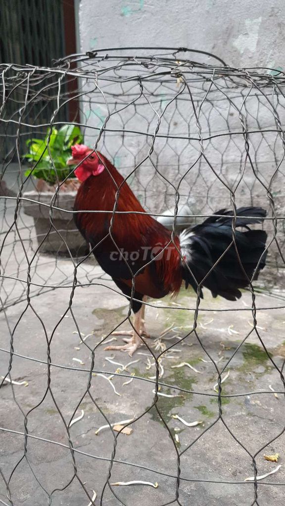 Gà điều chân trắng cán vuông
