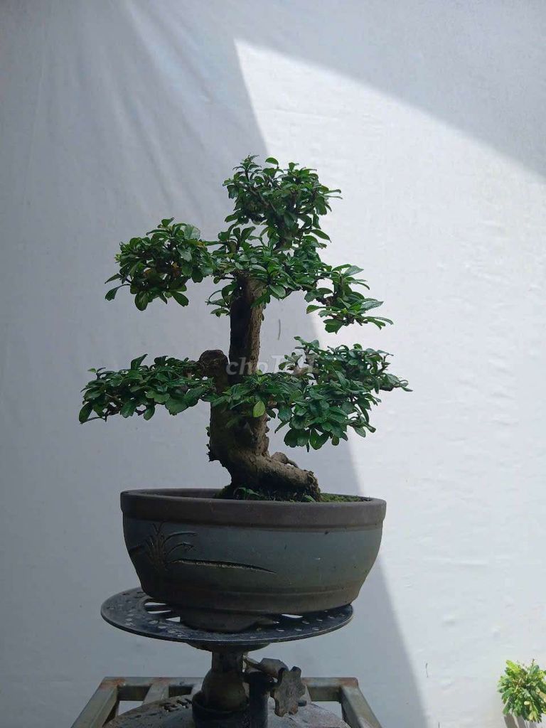 🌿 TRÀ PHÚC KIẾN - DÁNG CHUẨN, GIÁ CHỈ 900K 🌿