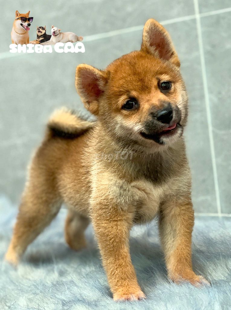 Shiba Inu thuần chủng VKA.. Mua bán Chó tại Quận 7 Tp Hồ Chí Minh được đăng bởi Ngân Anh hình 1