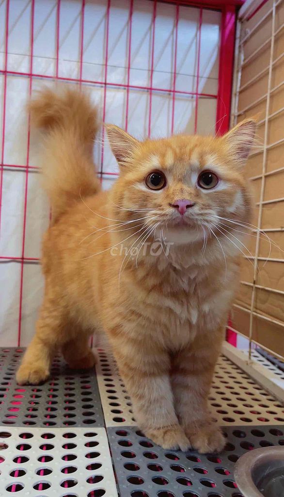 Mèo Đực Red ginger Đã tiêm phòng. Mua bán Mèo tại Quận 12 Tp Hồ Chí Minh được đăng bởi Nhà Toàn Mèo hình 1