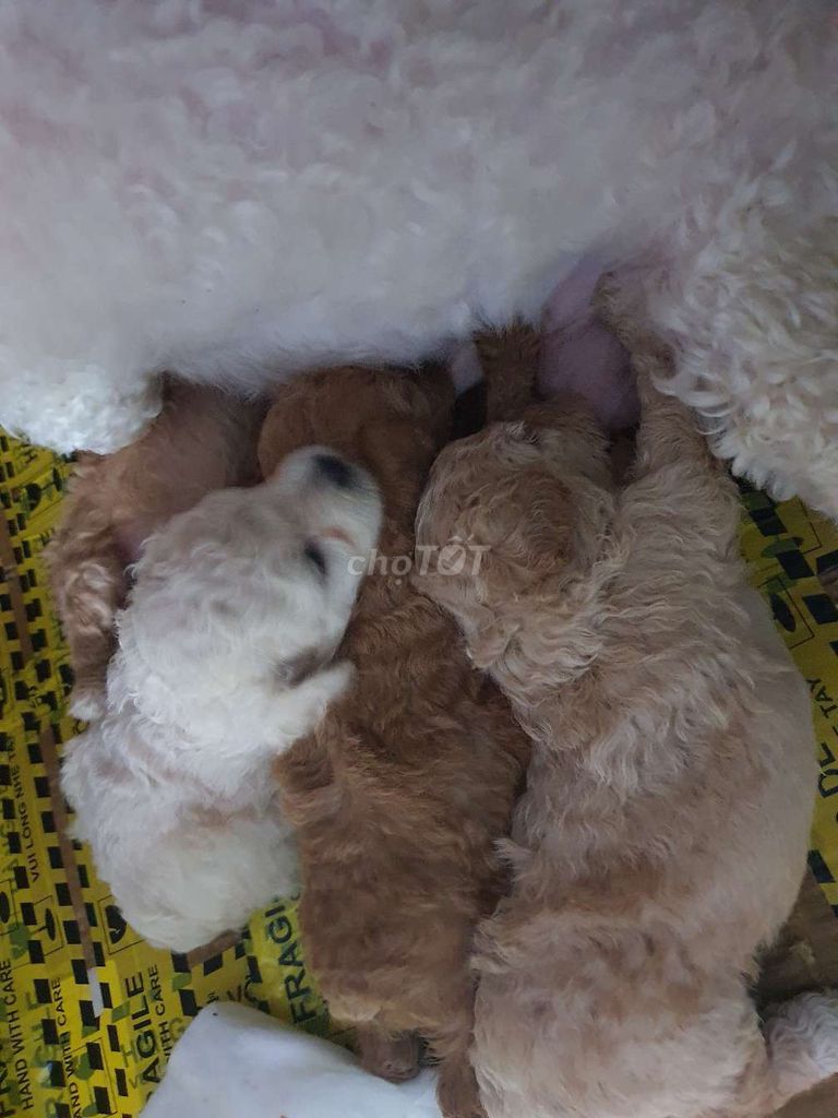 Chó Poodle Tiny 3 bé Nâu Vàng size 4kg. Mua bán Chó tại Thành phố Biên Hòa Đồng Nai được đăng bởi thanh hình 1