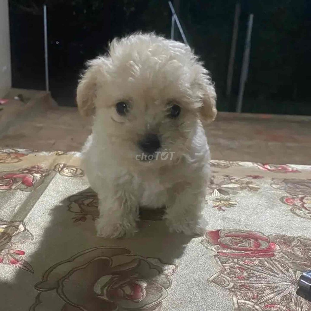 Chó Poodle lai Nhật Trắng kem. Mua bán Chó tại Quận 12 Tp Hồ Chí Minh được đăng bởi Tran Linh hình 1