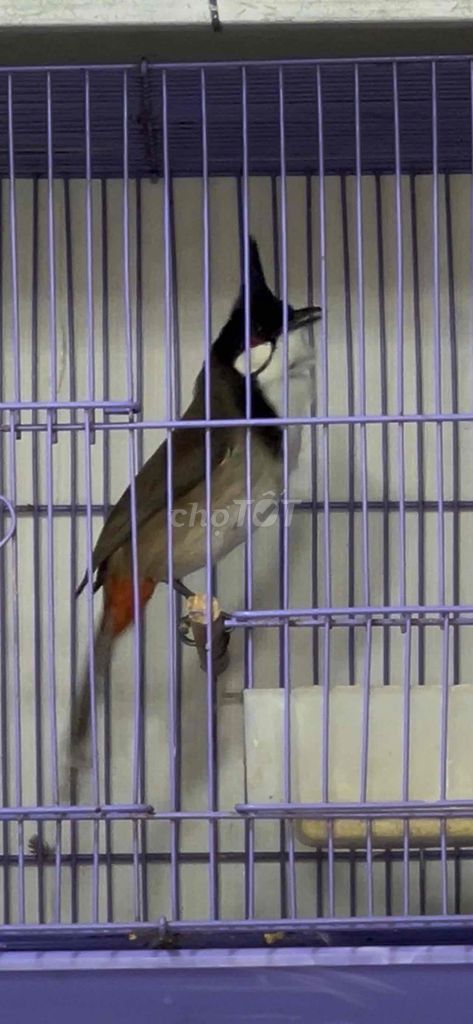 Chim chào mào Nghệ An. Mua bán Chim tại Quận Tân Bình Tp Hồ Chí Minh được đăng bởi Trại Chim Chào Mào Tèo Văn hình 1
