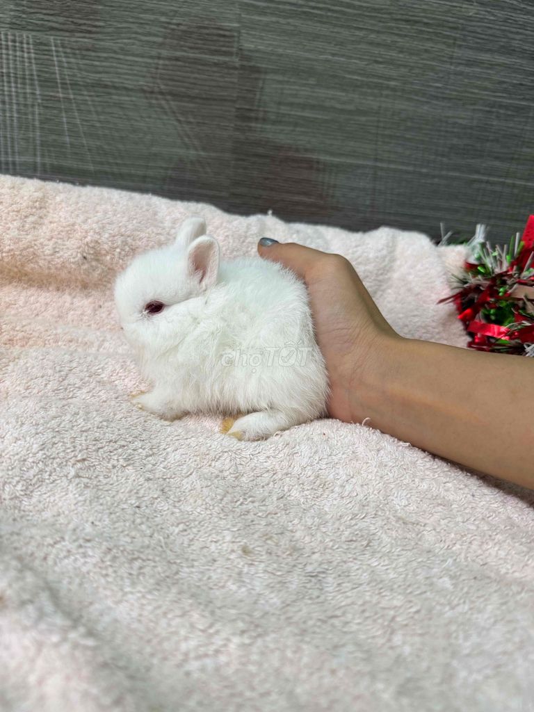thỏ lùn hà lan cái thuần. Mua bán Thú cưng khác tại Quận Ninh Kiều Cần Thơ được đăng bởi Nông Trại Gu Thích Thú  hình 1