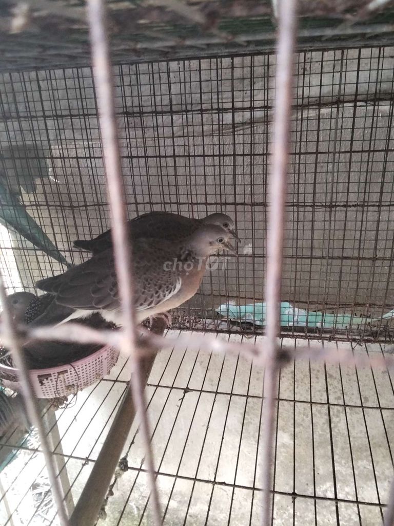Chim cu Malai cặp. Mua bán Chim tại Quận Bình Thuỷ Cần Thơ được đăng bởi Thanh Hòa sửa xe hình 1