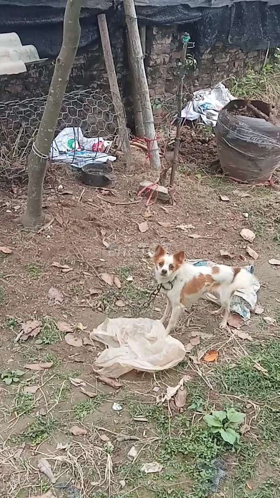 Chó cái màu Trắng nâu. Mua bán Chó tại Huyện Thường Tín Hà Nội được đăng bởi Thanhdat Nguyen hình 1
