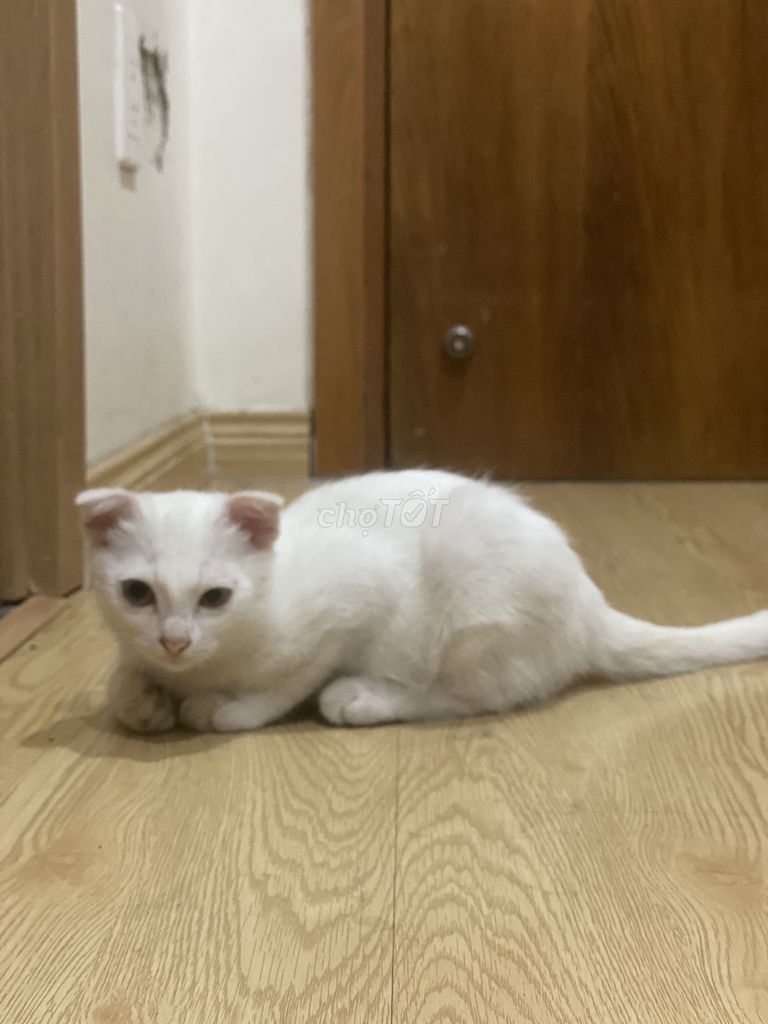 Mèo Scottish Fold Trắng Tai cụp. Mua bán Mèo tại Quận 7 Tp Hồ Chí Minh được đăng bởi Thi Thao Nguyen Nguyen hình 1
