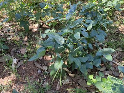 Đậu đen xanh lòng , rẫy nhà trồng bao sạch đẹp. Mua bán Đồ ăn, thực phẩm và các loại khác tại Huyện Chư Prông Gia Lai được đăng bởi Phạm minh hải