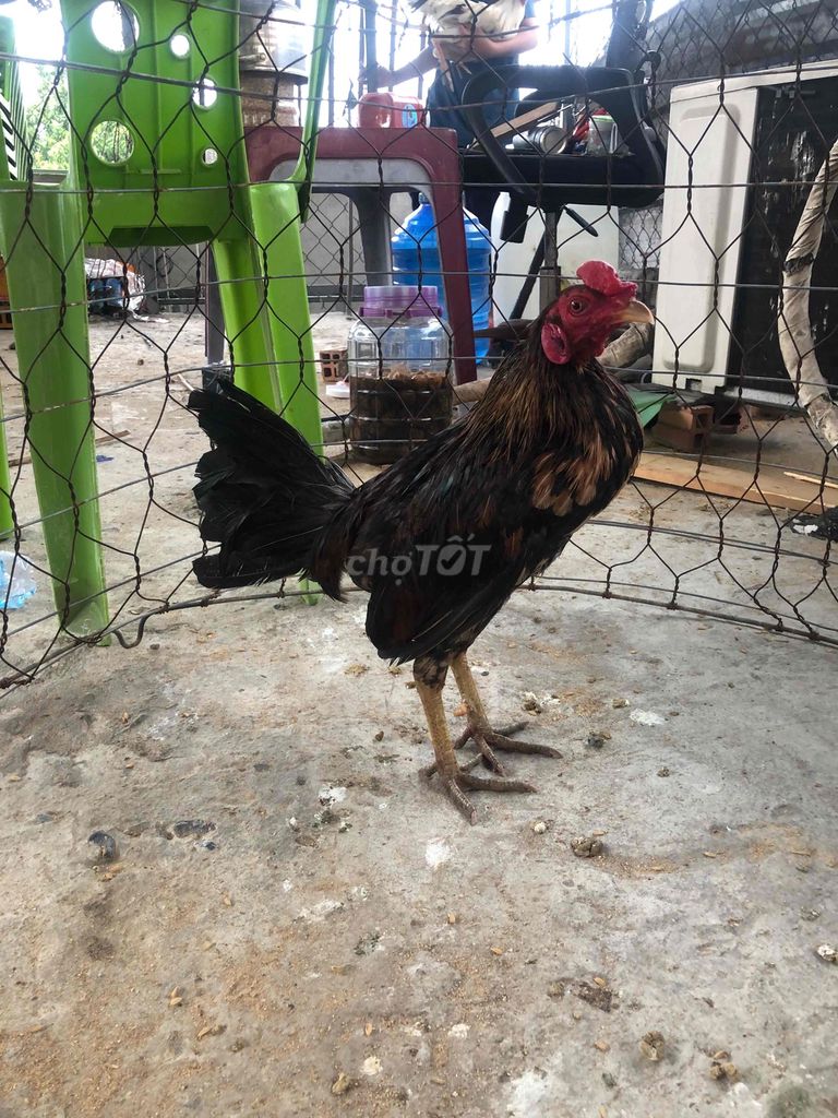 Gà trống giống đen nâu 1.5kg. Mua bán Gà tại Quận Bình Tân Tp Hồ Chí Minh được đăng bởi arb hình 1