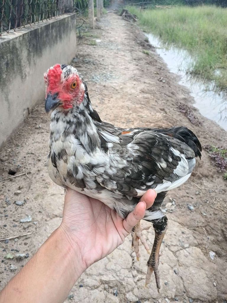 Gà cảnh Đen trắng. Mua bán Gà tại Huyện Gò Công Tây Tiền Giang được đăng bởi chí bình hình 1