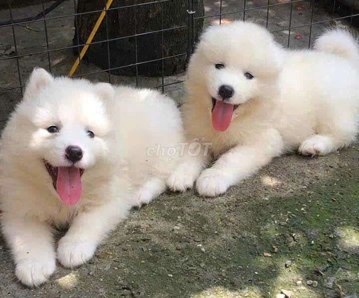 Chó Samoyed trắng 2 tháng đã tiêm. Mua bán Chó tại Quận 12 Tp Hồ Chí Minh được đăng bởi Thy thy hình 1