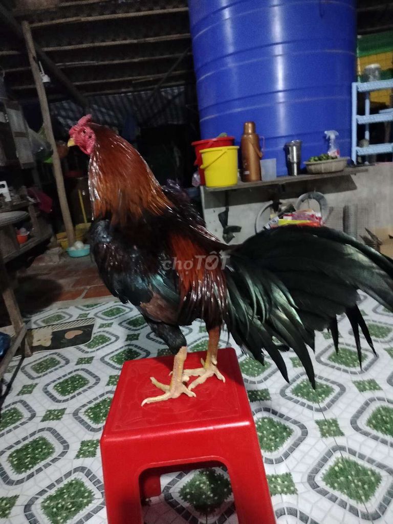 Gà Thái Mỹ 3kg3 cán đống đồ chơi ngây cựa. Mua bán Gà tại Huyện Châu Thành Đồng Tháp được đăng bởi cường cọp hình 1