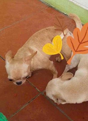 trại phối giống chihuahua. Mua bán Phụ kiện, Thức ăn, Dịch vụ tại Huyện Đông Anh Hà Nội được đăng bởi Nguyen hung