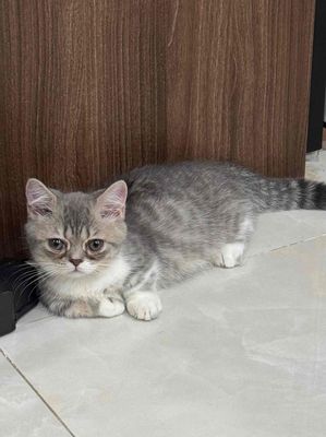 Mèo Munchkin cái silver