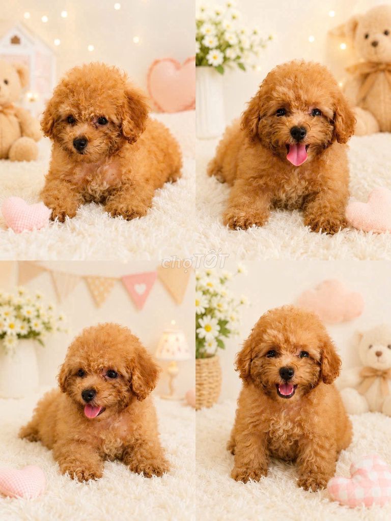 Chó Poodle Đực Cái Nâu vàng 2 tháng khỏe mạnh. Mua bán Chó tại Quận Gò Vấp Tp Hồ Chí Minh được đăng bởi PHẠM DƯƠNG hình 1