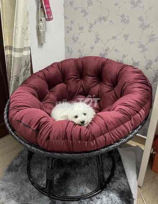 Ghế Papasan Mây Vải Đỏ Đô Đen. Mua bán Bàn ghế tại Quận Bắc Từ Liêm Hà Nội được đăng bởi Fng hình 1