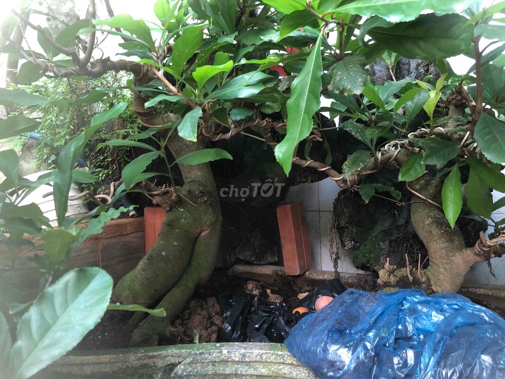 Cây cảnh Lộc vừng Bonsai dễ chăm sóc. Mua bán Cây cảnh, đồ trang trí tại Quận Gò Vấp Tp Hồ Chí Minh được đăng bởi Le quoc cuong hình 1
