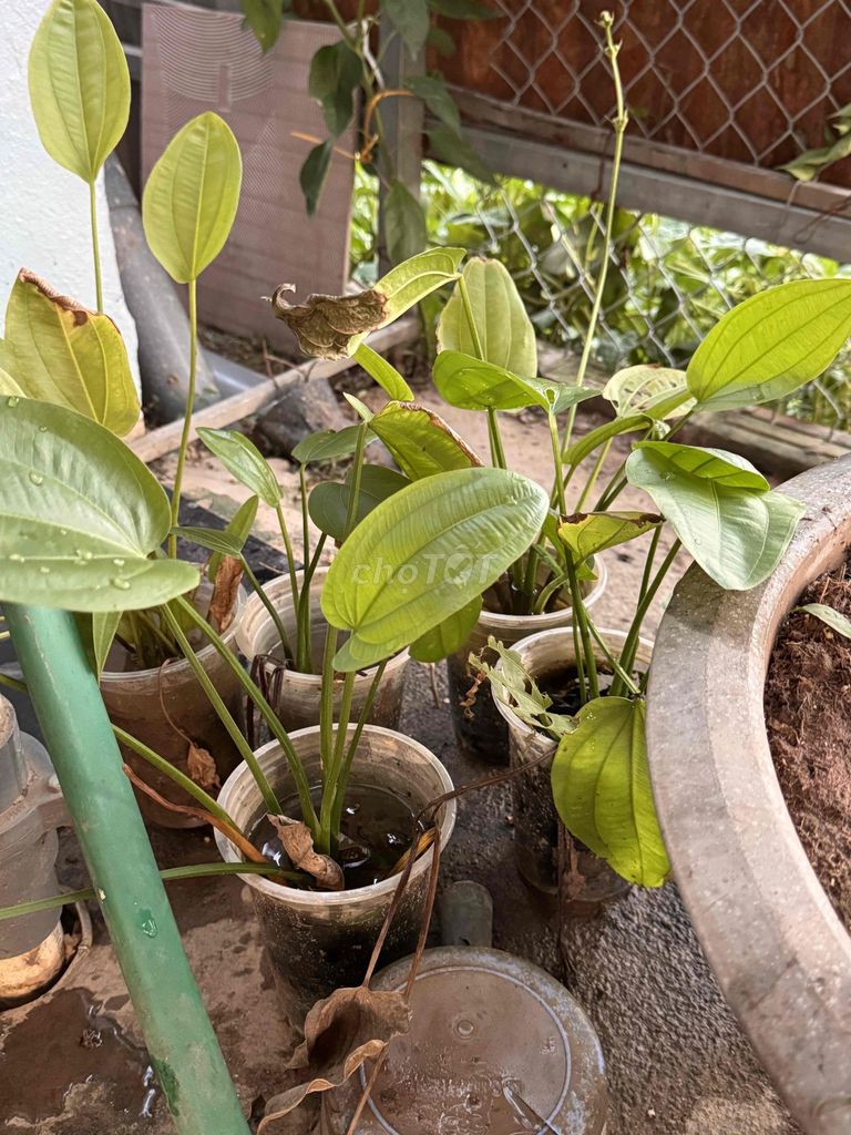 cây lan nước. Mua bán Cây cảnh, đồ trang trí tại Huyện Thường Tín Hà Nội được đăng bởi Dang quoc cuong hình 1