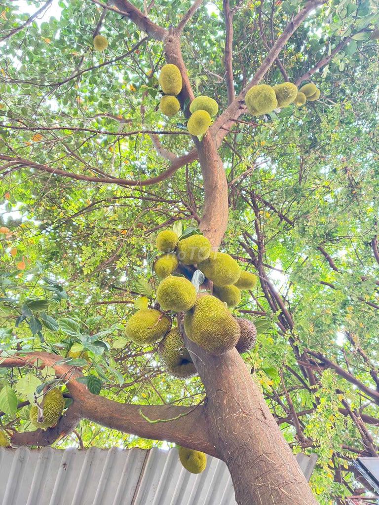 Mít non. Mua bán Đồ ăn, thực phẩm và các loại khác tại Thành phố Buôn Ma Thuột Đắk Lắk được đăng bởi Hải hình 1