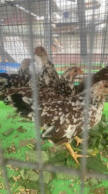 ga tre bac. Mua bán Gà tại Thành phố Thủ Đức Tp Hồ Chí Minh được đăng bởi Tên chưa cung cấp