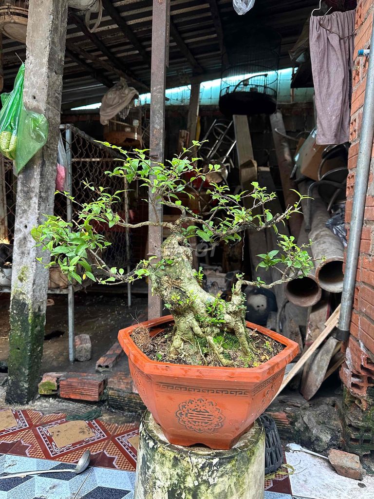 mai chiếu thuỷ hoành bệ to phom tán mịn