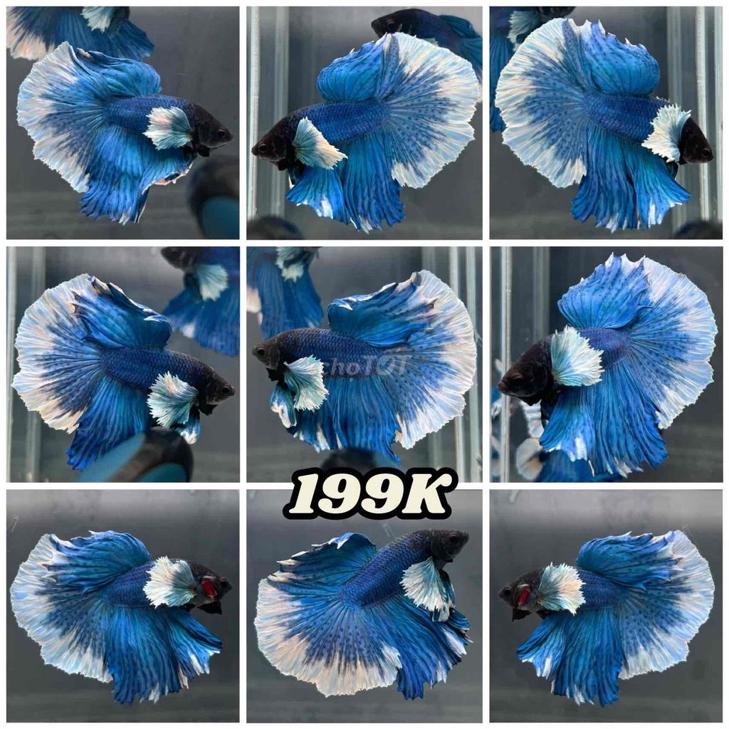 Cá Betta Dumbo Halfmoon. Mua bán Thú cưng khác tại Thành phố Thủ Đức Tp Hồ Chí Minh được đăng bởi Betta SaiGon hình 1