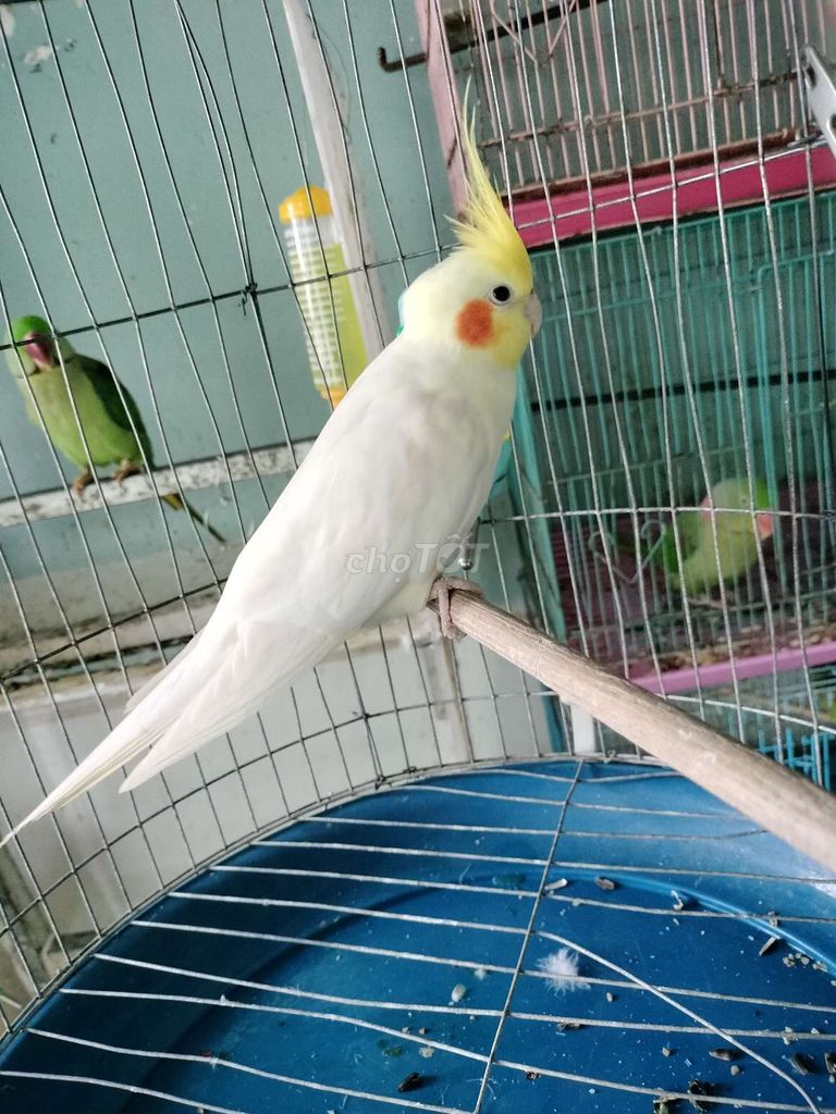 E cockatiel lutino trống