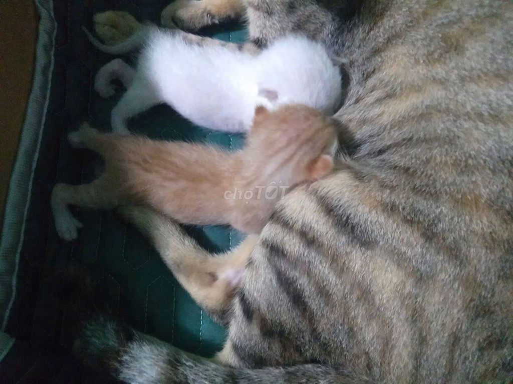 Mèo Vàng Trắng. Mua bán Mèo tại Thành phố Thủ Đức Tp Hồ Chí Minh được đăng bởi SunnyThanh hình 1