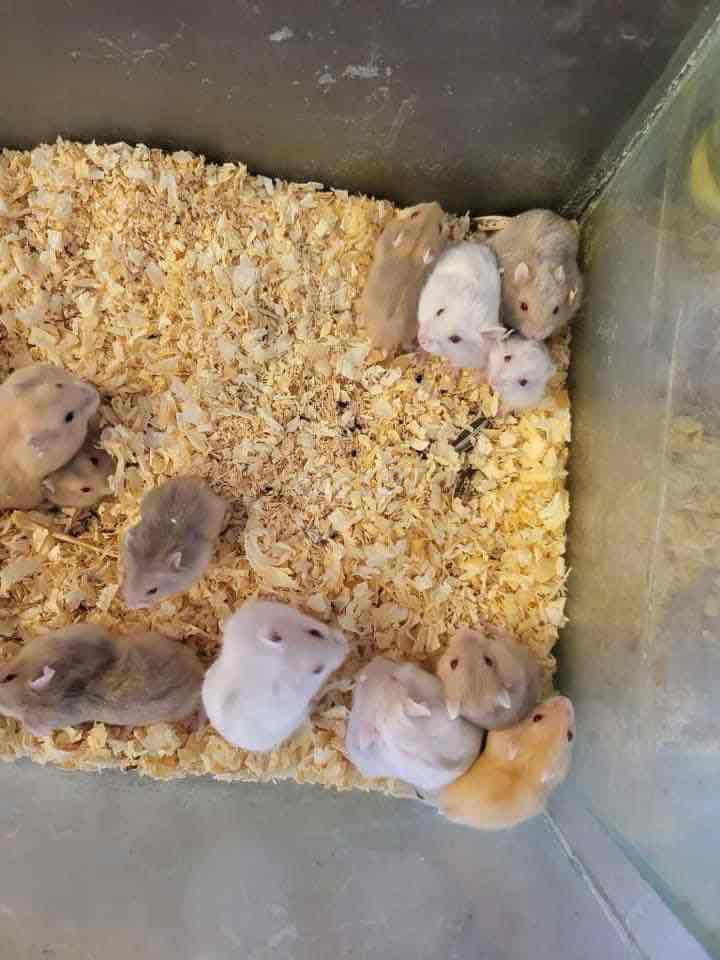 Bán chuột hamster robo và winter white các màu