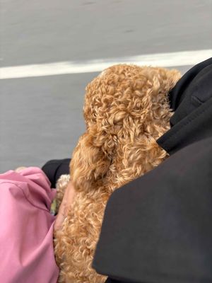 cần bán e poodel. Mua bán Chó tại Huyện Long Thành Đồng Nai được đăng bởi Tuyết My