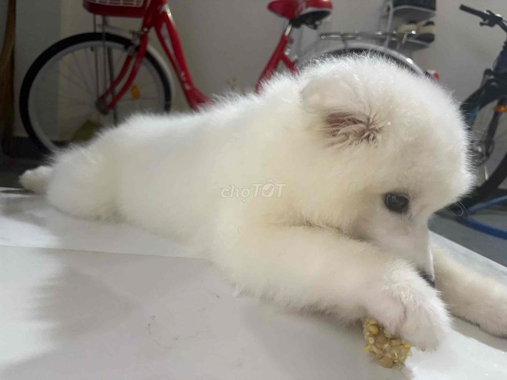 Chó thuần chủng đực 3 tháng màu Trắng. Mua bán Chó tại Quận Tân Phú Tp Hồ Chí Minh được đăng bởi Helen hình 1
