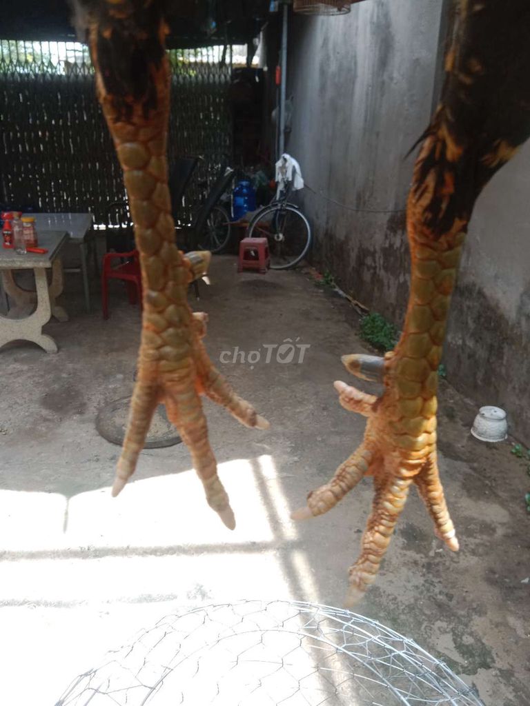 Gà Đực Nâu, Đỏ, Đen. Mua bán Gà tại Huyện Bình Chánh Tp Hồ Chí Minh được đăng bởi Tí  hình 1