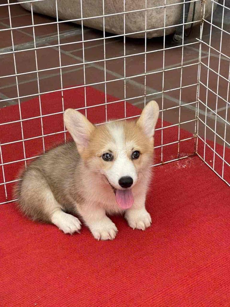 Cần bán em corgi 3 tháng tuổi đã tiêm 2 mũi. Mua bán Chó tại Thành phố Thủ Đức Tp Hồ Chí Minh được đăng bởi Bảo hình 1