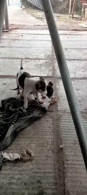 Chia sẻ ae. Mua bán Chó tại Huyện Chợ Mới An Giang được đăng bởi Trương Trọng Thiên