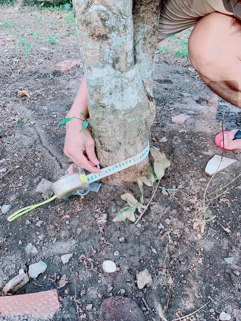 2 cay Mai tết quành 50-60. Mua bán Cây cảnh, đồ trang trí tại Thành phố Bà Rịa Bà Rịa - Vũng Tàu được đăng bởi phùng thị ngọc vân hình 1