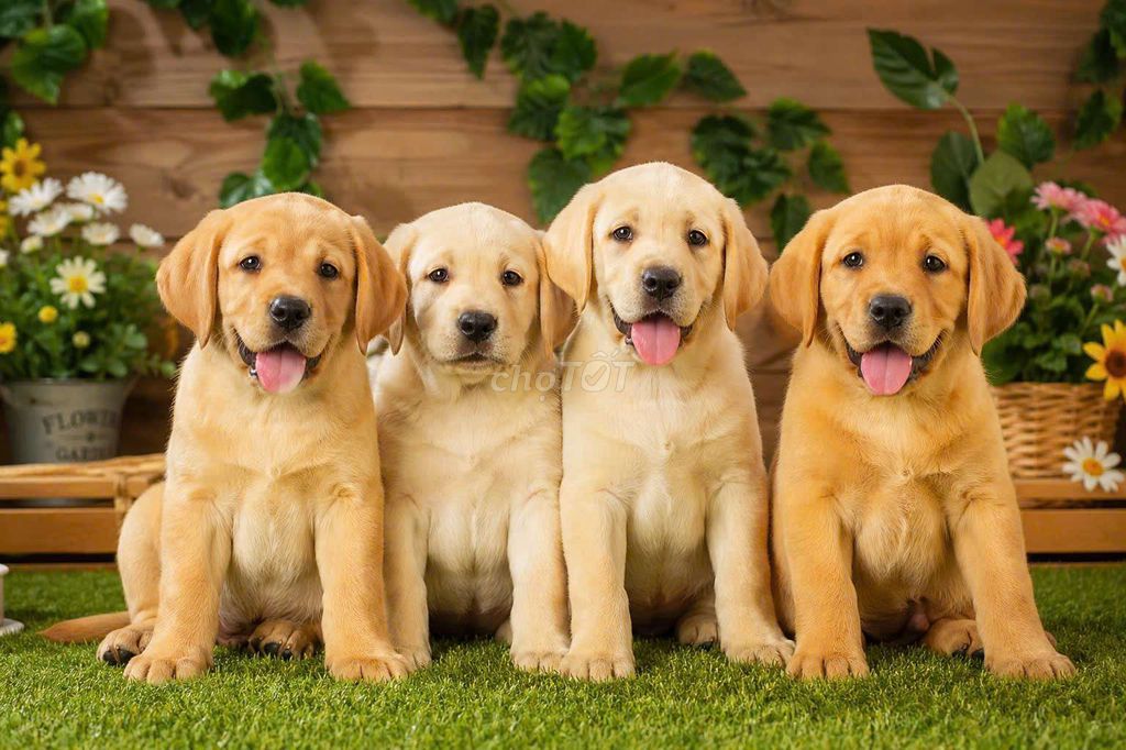 Chó Labrador Retriever 2.5 tháng đã tiêm. Mua bán Chó tại Quận 12 Tp Hồ Chí Minh được đăng bởi Thy thy hình 1