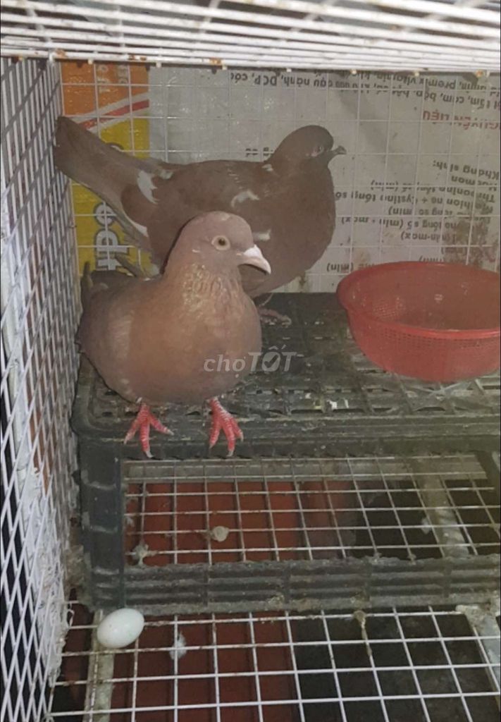 Một Cặp bồ câu gà. Mua bán Chim tại Huyện Bình Chánh Tp Hồ Chí Minh được đăng bởi Bình hình 2