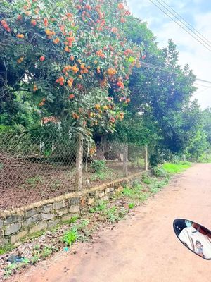 🌳BÁN GẤP VƯỜN CHÔM CHÔM NGON GẦN NGÃ TƯ DẦU GIÂY – GIÁ CHỈ 1,2 TỶ/SÀO🍃