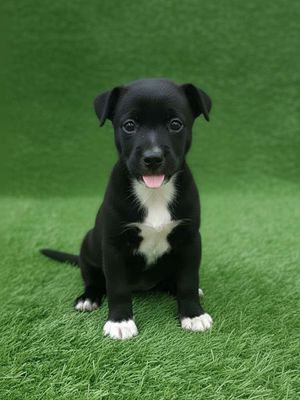 Larador f1 đã tiêm ngừa có sổ, BH sức khỏe 1 tháng