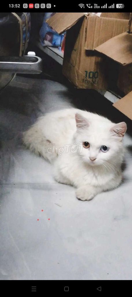 Mèo Anh lông dài trắng hai màu cái. Mua bán Mèo tại Huyện Định Quán Đồng Nai được đăng bởi Từ Quyền hình 1