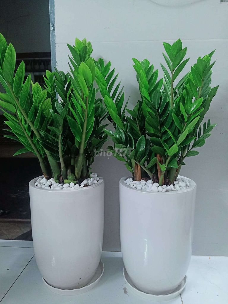 Cây cảnh Kim tiền Sứ Trắng 2 chậu. Mua bán Cây cảnh, đồ trang trí tại Quận Gò Vấp Tp Hồ Chí Minh được đăng bởi Loc Nguyen hình 1