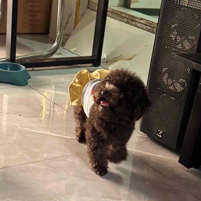 Chó Teacup Poodle Cái đen 1.5 tuổi