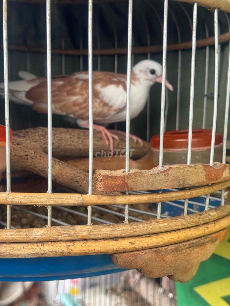 Chim cu trống Nâu trắng. Mua bán Chim tại Quận Tân Bình Tp Hồ Chí Minh được đăng bởi Hiếu Hiếu hình 1