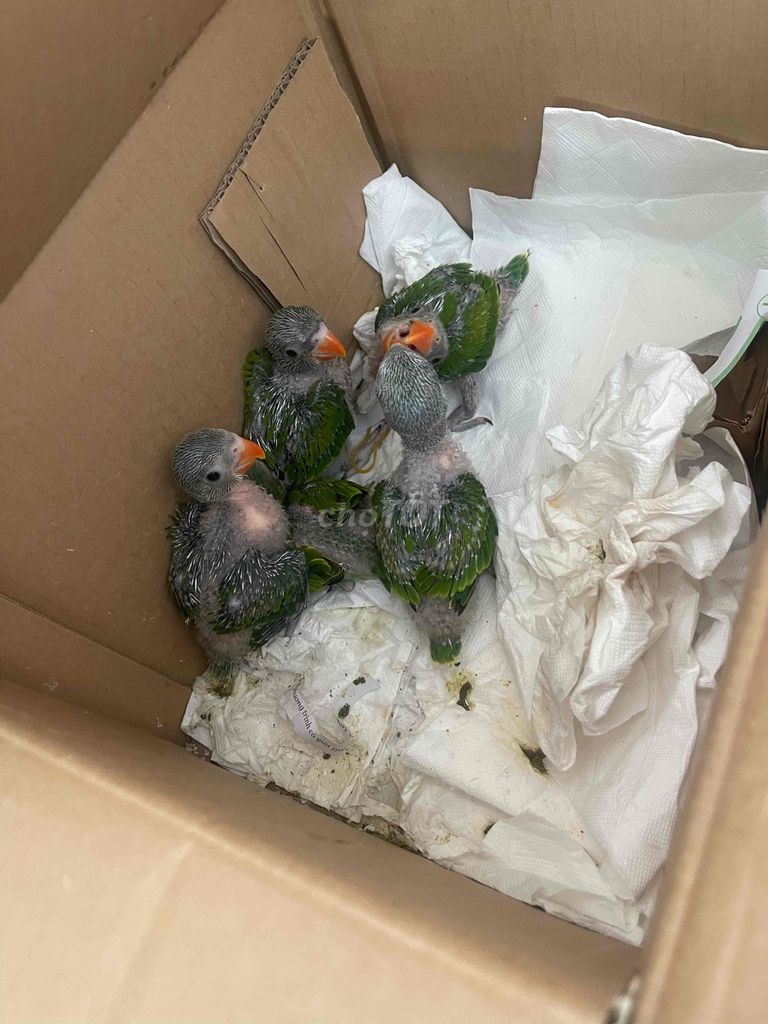 Vẹt Xám, xanh lá. Mua bán Chim tại Thành phố Thủ Đức Tp Hồ Chí Minh được đăng bởi Mẫn Lê hình 1