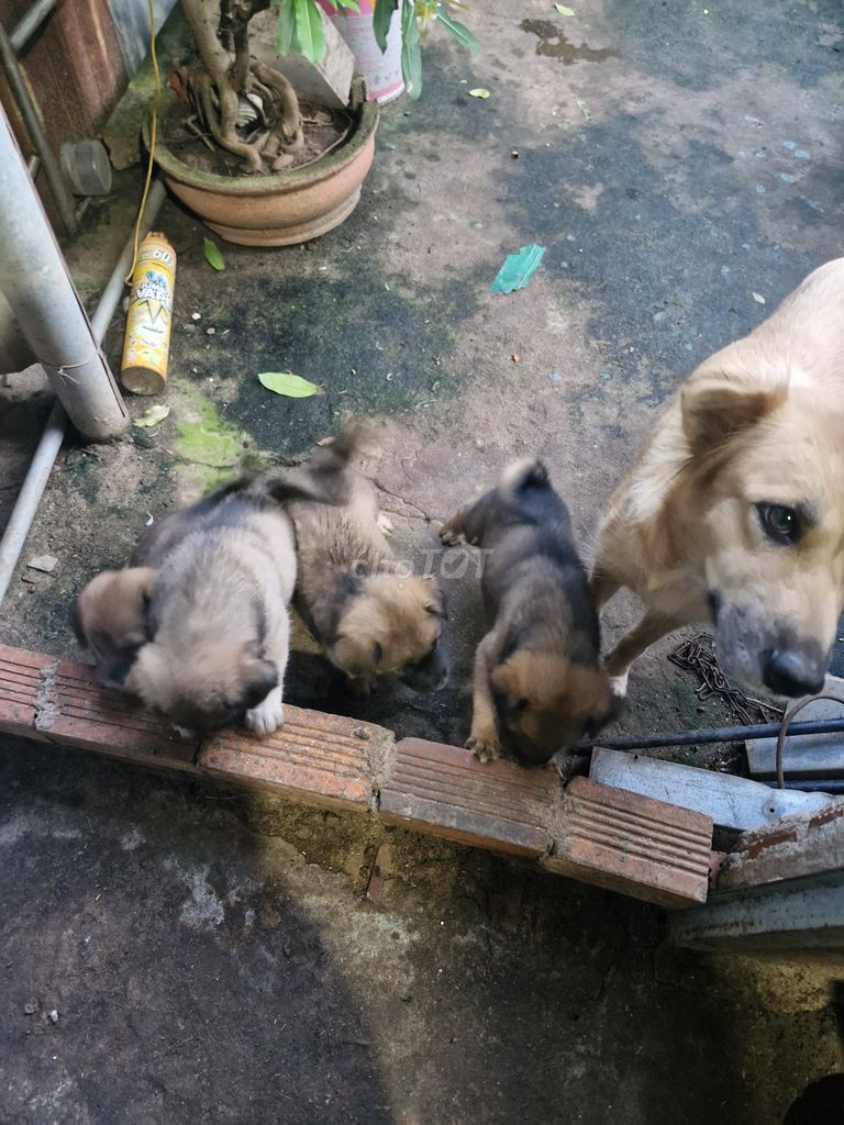 Chó con. Mua bán Chó tại Thành phố Vũng Tàu Bà Rịa - Vũng Tàu được đăng bởi Lê triệu hình 1