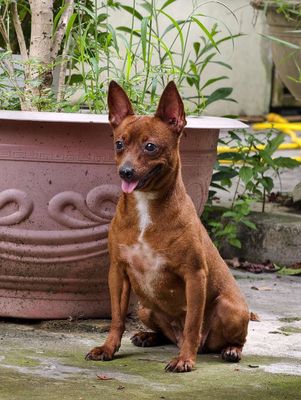 Chó Phốc hươu đỏ thạch sùng bám cổ