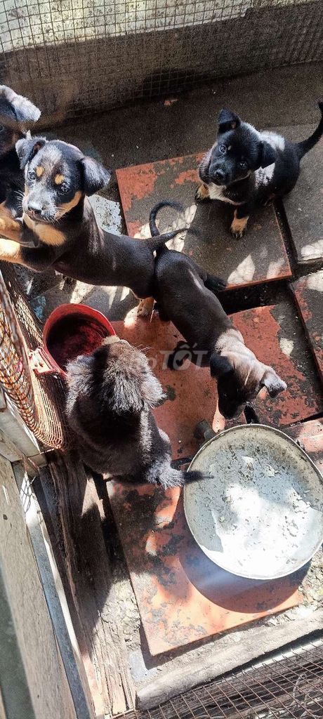 Chó cỏ 1 tháng tuổi. Mua bán Chó tại Quận Ô Môn Cần Thơ được đăng bởi dũng becgie hình 3