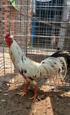 Gà bướm Thái mỹ 2k65 trạng 2k8 zin